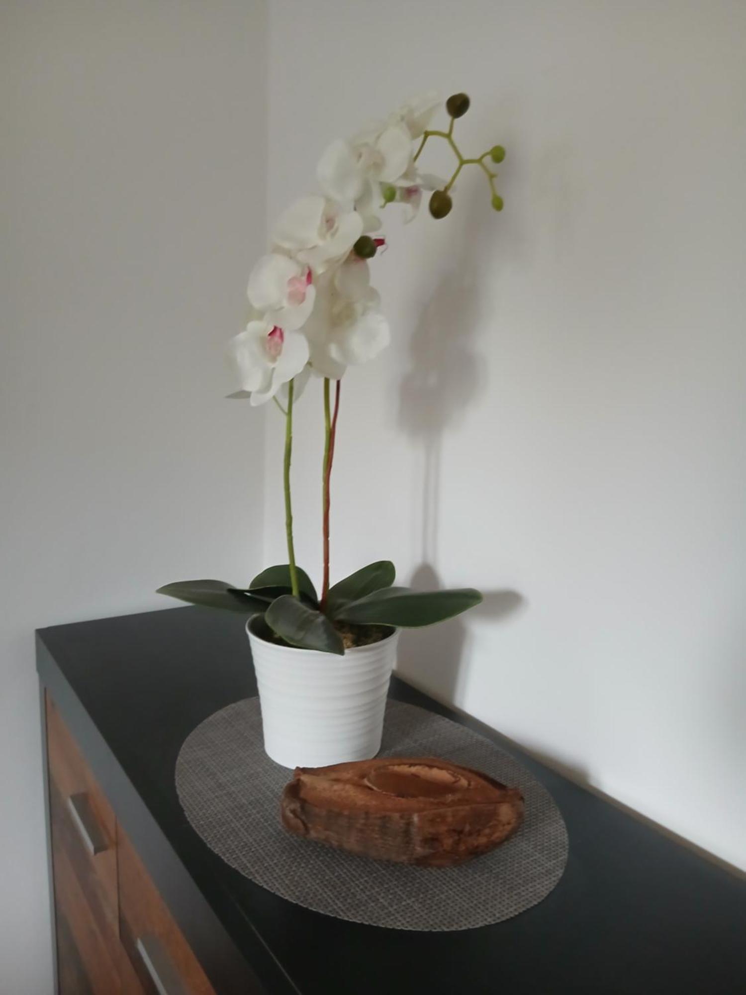 Apartment Nadine Mljet Mit Meerblick Okuklje 外观 照片